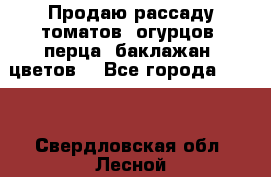 Продаю рассаду томатов, огурцов, перца, баклажан, цветов  - Все города  »    . Свердловская обл.,Лесной г.